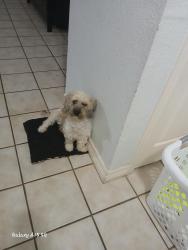 Lost Female Dog last seen Near ave vanburen addams, Phoenix, AZ 85009