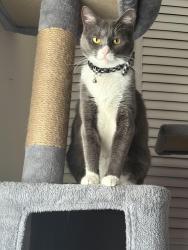 Reunited Female Cat last seen Sw Bridgeport Drive near Treasure Coast High School, Port St. Lucie, FL 34953