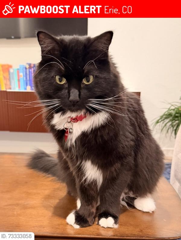 Lost Male Cat last seen Canfield Lane, Erie, CO 80026