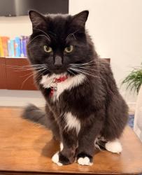 Lost Male Cat last seen Canfield Lane, Erie, CO 80026