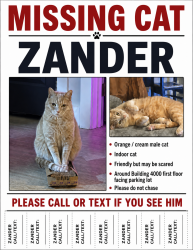Reunited Male Cat last seen Victor Avenue & Eighth Street, Greer, SC 29651