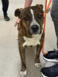 Shelter Stray Male Dog last seen Near BLOCK W 4030 S, WEST VALLEY CITY UT 84119, 4522 W 3500 S, West Valley City, UT 84120, USA