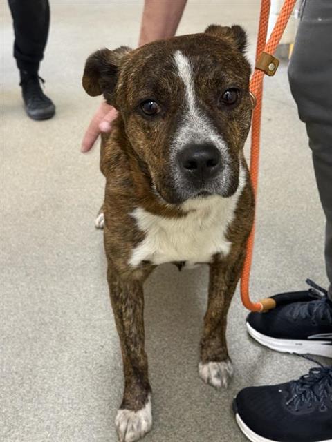 Shelter Stray Male Dog last seen Near BLOCK W 4030 S, WEST VALLEY CITY UT 84119, 4522 W 3500 S, West Valley City, UT 84120, USA