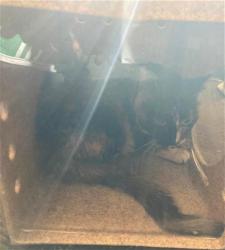 Shelter Stray Male Cat last seen Near BLOCK S VESPA DR, 4522 W 3500 S, West Valley City, UT 84120, USA