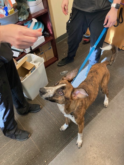 Shelter Stray Male Dog last seen Near BLOCK W CANARY ST, 4522 W 3500 S, West Valley City, UT 84120, USA