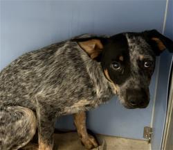 Shelter Stray Unknown Dog last seen Near BLOCK CARYN CIR, 333 Chandler Pl, San Bernardino, CA 92408, USA