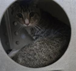 Shelter Stray Male Cat last seen Near BLOCK E SOUTH ST, 333 Chandler Pl, San Bernardino, CA 92408, USA