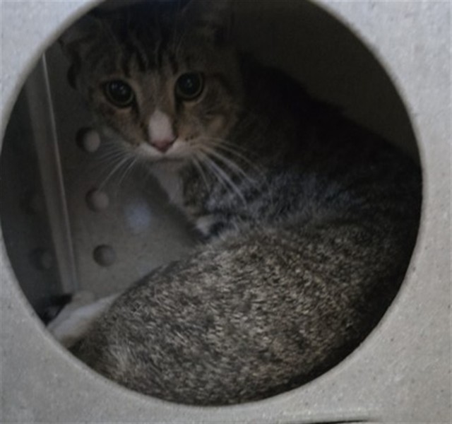 Shelter Stray Male Cat last seen Near BLOCK E SOUTH ST, 333 Chandler Pl, San Bernardino, CA 92408, USA