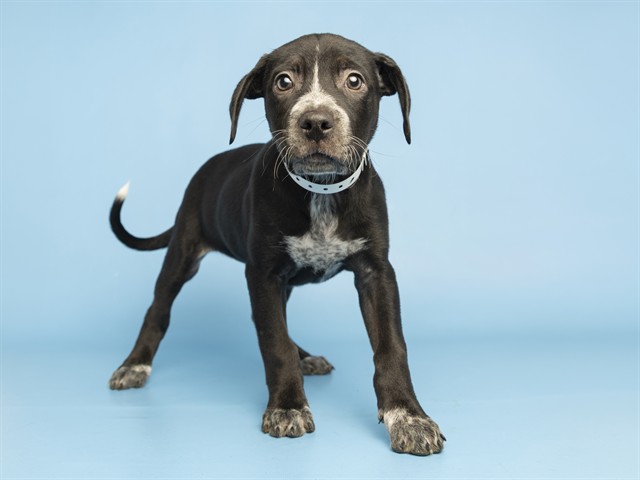 Shelter Stray Female Dog last seen 47TH AVE/BETHANY HOME RD, 5501 E Van Buren St, Phoenix, AZ 85008, USA