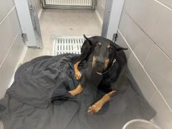 Shelter Stray Male Dog last seen COTTONWOOD / THORNTON, 5501 E Van Buren St, Phoenix, AZ 85008, USA