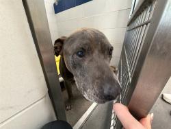 Shelter Stray Male Dog last seen 51ST AVE / OLIVE, 5501 E Van Buren St, Phoenix, AZ 85008, USA