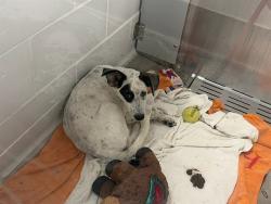 Shelter Stray Female Dog last seen 43RD AVE / GLENDALE AVE, 5501 E Van Buren St, Phoenix, AZ 85008, USA