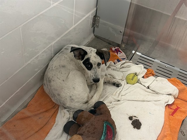 Shelter Stray Female Dog last seen 43RD AVE / GLENDALE AVE, 5501 E Van Buren St, Phoenix, AZ 85008, USA