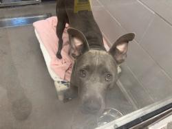 Shelter Stray Female Dog last seen 67TH AVE/LOWER BUCKEYE, 5501 E Van Buren St, Phoenix, AZ 85008, USA