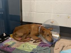 Shelter Stray Male Dog last seen Near BLOCK N 86TH DR., 5501 E Van Buren St, Phoenix, AZ 85008, USA