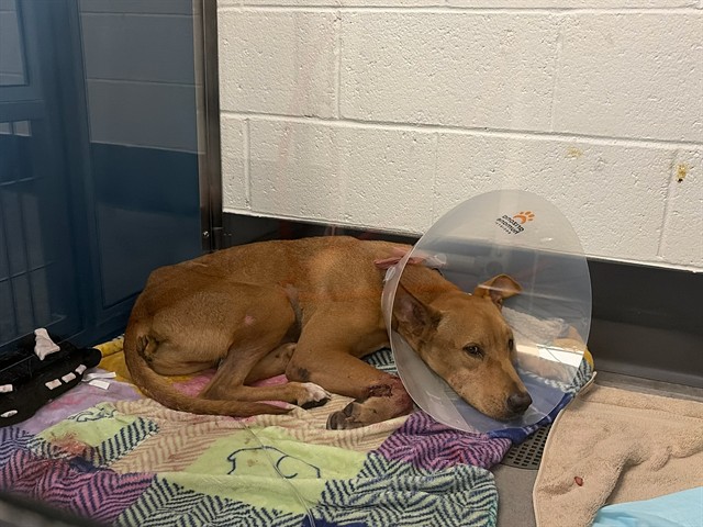 Shelter Stray Male Dog last seen Near BLOCK N 86TH DR., 5501 E Van Buren St, Phoenix, AZ 85008, USA