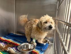 Shelter Stray Male Dog last seen WB SR 202 MP30, 5501 E Van Buren St, Phoenix, AZ 85008, USA
