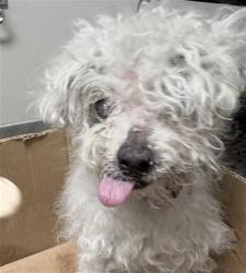 Shelter Stray Male Dog last seen , 5501 E Van Buren St, Phoenix, AZ 85008, USA