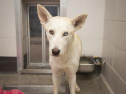 Shelter Stray Female Dog last seen HAYDEN/GUADALUPE, 5501 E Van Buren St, Phoenix, AZ 85008, USA