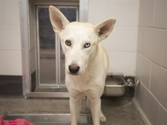 Shelter Stray Female Dog last seen HAYDEN/GUADALUPE, 5501 E Van Buren St, Phoenix, AZ 85008, USA