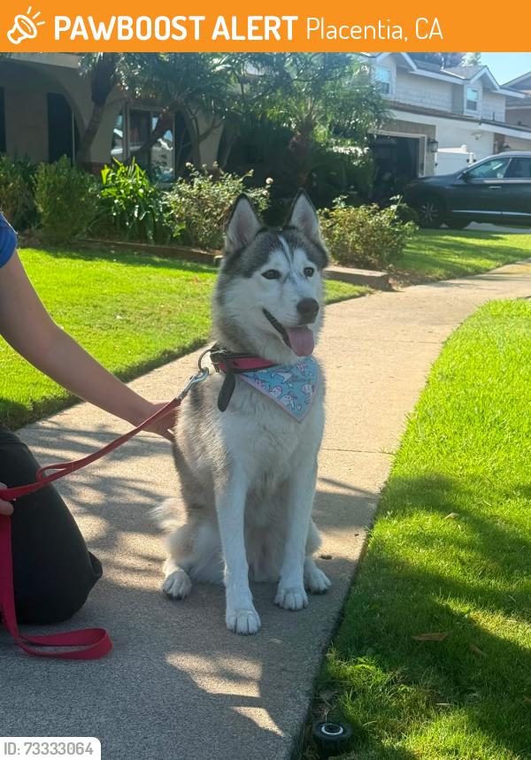 Found/Stray Female Dog last seen Brookhaven and Swanson, Placentia, CA 92870