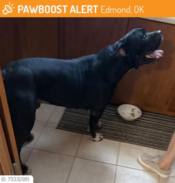 Found/Stray Male Dog last seen East Danforth and North AirDepot, Edmond, OK 73034