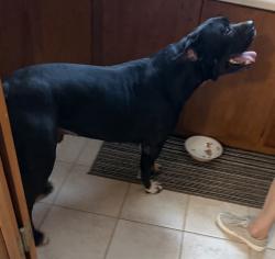 Found/Stray Male Dog last seen East Danforth and North AirDepot, Edmond, OK 73034