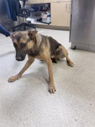 Shelter Stray Male Dog last seen Near BLOCK LOPEZ ST, PERRIS, CA, 6851 Van Buren Boulevard, Jurupa Valley, CA 92509, USA