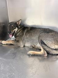 Shelter Stray Female Dog last seen Near BLOCK DAY ST, PERRIS, CA, 6851 Van Buren Boulevard, Jurupa Valley, CA 92509, USA