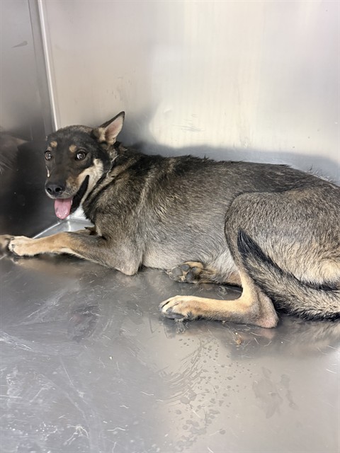 Shelter Stray Female Dog last seen Near BLOCK DAY ST, PERRIS, CA, 6851 Van Buren Boulevard, Jurupa Valley, CA 92509, USA