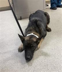 Shelter Stray Female Dog last seen Near BLOCK DAY ST, PERRIS, CA, 6851 Van Buren Boulevard, Jurupa Valley, CA 92509, USA