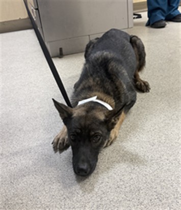 Shelter Stray Female Dog last seen Near BLOCK DAY ST, PERRIS, CA, 6851 Van Buren Boulevard, Jurupa Valley, CA 92509, USA