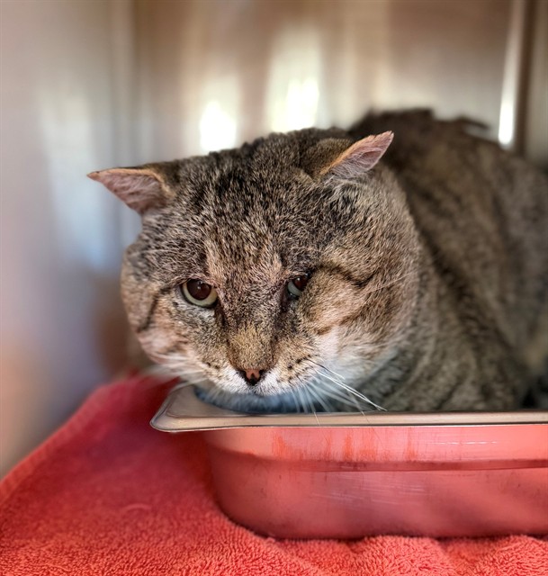 Shelter Stray Male Cat last seen BUCKLEY RD AND CAMERON DR, 12155 Park Blvd, Brighton, CO 80601, USA