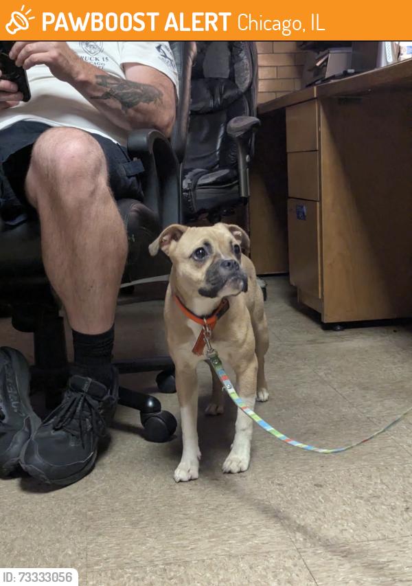 Found/Stray Female Dog last seen Cottage Grove and 46th street, Chicago, IL 60653