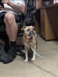 Found/Stray Female Dog last seen Cottage Grove and 46th street, Chicago, IL 60653