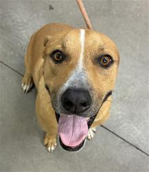 Shelter Stray Male Dog last seen 7TH AVE AND DOBBINS RD, 2500 S 27th Ave, Phoenix, AZ 85009, USA