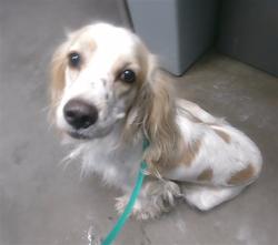 Shelter Stray Male Dog last seen 23RD AVE AND CAMPBELL RD, 2500 S 27th Ave, Phoenix, AZ 85009, USA