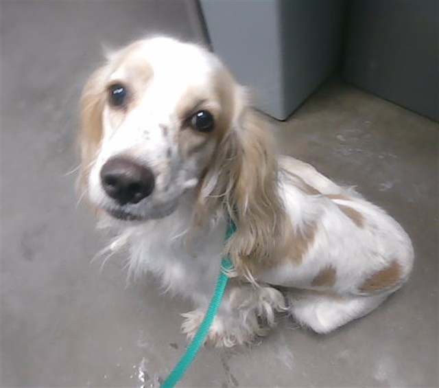 Shelter Stray Male Dog last seen 23RD AVE AND CAMPBELL RD, 2500 S 27th Ave, Phoenix, AZ 85009, USA