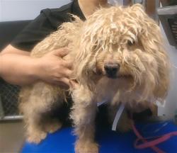 Shelter Stray Male Dog last seen 23RD AVE AND CAMPBELL RD, 2500 S 27th Ave, Phoenix, AZ 85009, USA