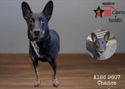 Shelter Stray Male Dog last seen , West Valley Animal Shelter, 20655 Plummer St, Chatsworth, CA 91311, USA