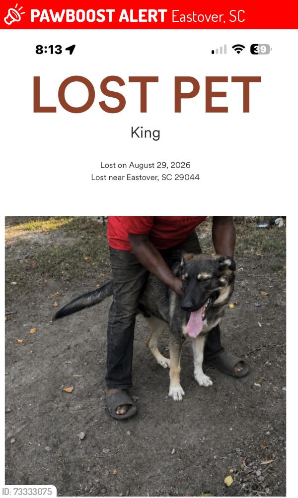 Lost Male Dog last seen Eastover,SC, Eastover, SC 29044