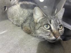 Shelter Stray Female Cat last seen Near BLOCK HART LN 112C, 227 N D St, Perris, CA 92570, USA