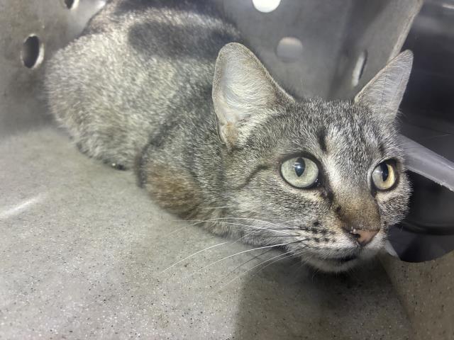 Shelter Stray Female Cat last seen Near BLOCK HART LN 112C, 227 N D St, Perris, CA 92570, USA
