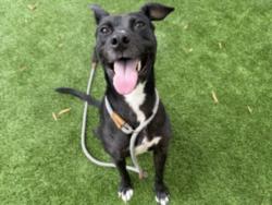 Shelter Stray Female Dog last seen , West Valley Animal Shelter, 20655 Plummer St, Chatsworth, CA 91311, USA