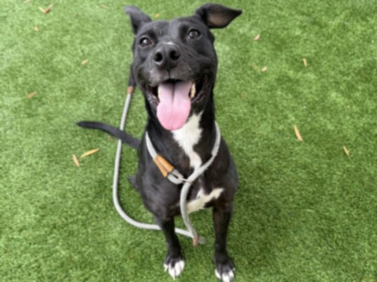 Shelter Stray Female Dog last seen , West Valley Animal Shelter, 20655 Plummer St, Chatsworth, CA 91311, USA