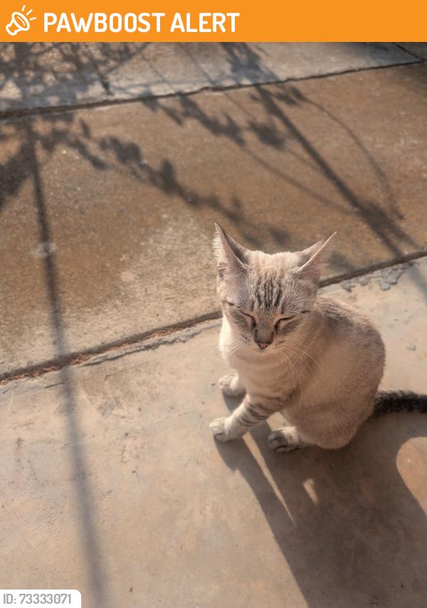 Found/Stray Female Cat last seen Venice Street, North Richland Hills, TX 76180
