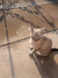 Found/Stray Female Cat last seen Venice Street, North Richland Hills, TX 76180