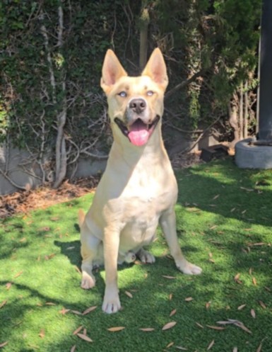 Shelter Stray Male Dog last seen , West Valley Animal Shelter, 20655 Plummer St, Chatsworth, CA 91311, USA