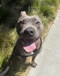 Shelter Stray Female Dog last seen , West Valley Animal Shelter, 20655 Plummer St, Chatsworth, CA 91311, USA