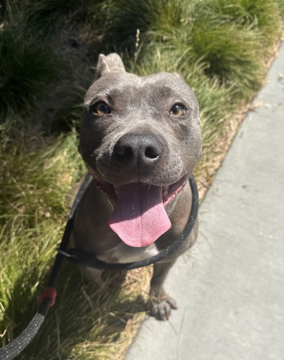 Shelter Stray Female Dog last seen , West Valley Animal Shelter, 20655 Plummer St, Chatsworth, CA 91311, USA
